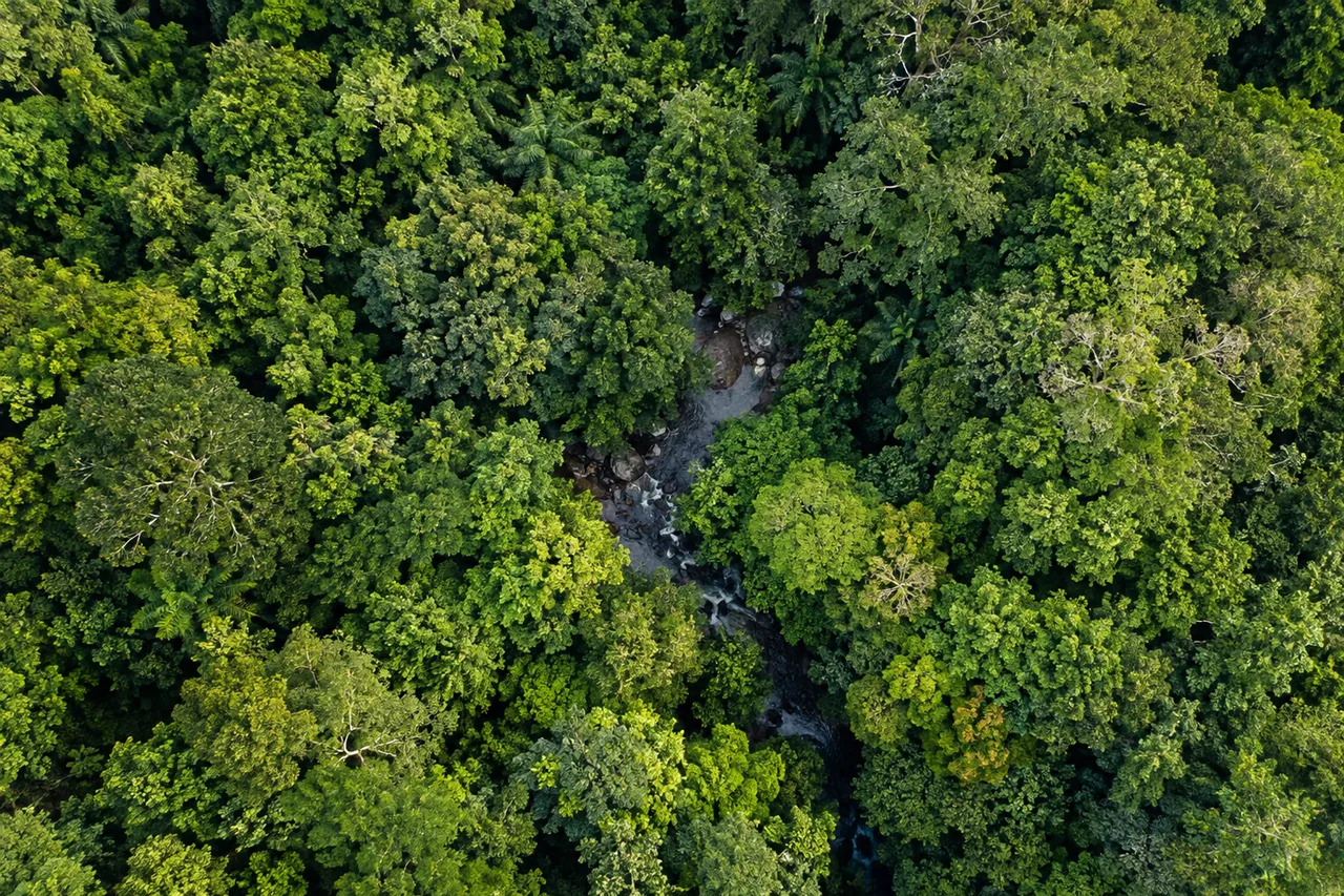 Una foresta vista dall'alto